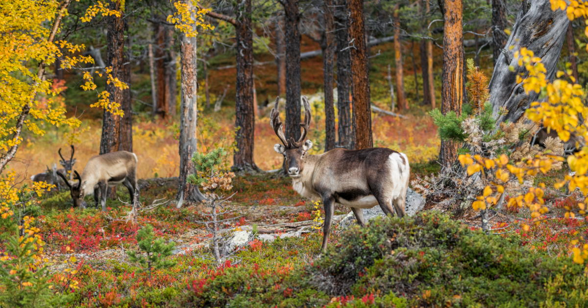Rendier in Zweeds bos tijdens de herfst.